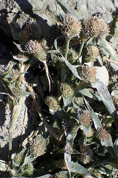 Sporobolus aculeatus \ Starres Dornengras / Prickle Grass, A Seewinkel, Apetlon 26.9.2022