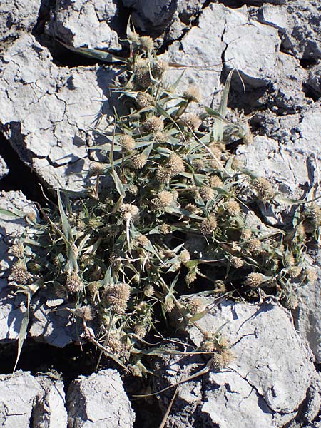 Sporobolus aculeatus \ Starres Dornengras / Prickle Grass, A Seewinkel, Apetlon 26.9.2022