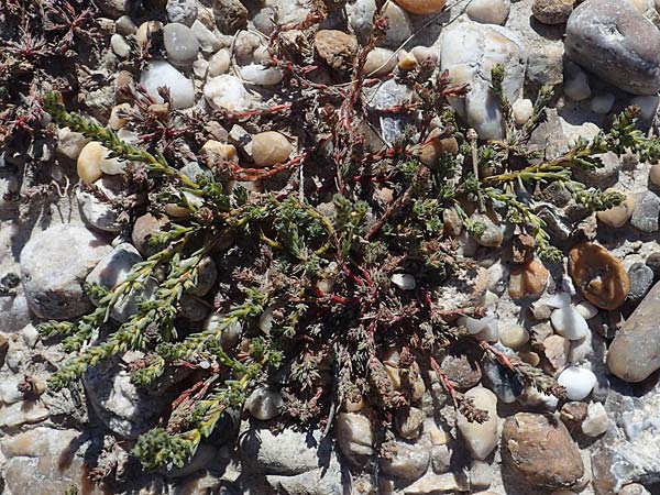 Camphorosma annua \ Einj&auml;hriges Kampferkraut / Annual Camphorherb, A Seewinkel, Apetlon 23.9.2022