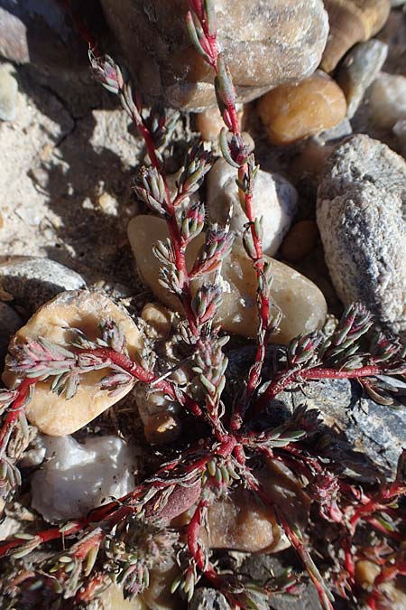 Camphorosma annua \ Einj&auml;hriges Kampferkraut / Annual Camphorherb, A Seewinkel, Apetlon 23.9.2022
