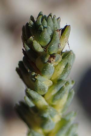 Camphorosma annua \ Einj&auml;hriges Kampferkraut / Annual Camphorherb, A Seewinkel, Apetlon 23.9.2022