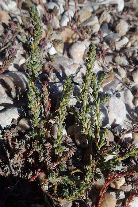 Camphorosma annua \ Einj&auml;hriges Kampferkraut / Annual Camphorherb, A Seewinkel, Apetlon 23.9.2022
