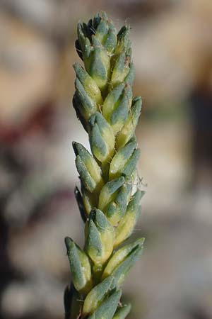 Camphorosma annua \ Einj&auml;hriges Kampferkraut / Annual Camphorherb, A Seewinkel, Apetlon 23.9.2022