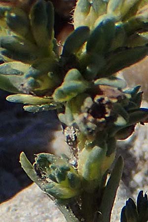 Camphorosma annua \ Einj&auml;hriges Kampferkraut / Annual Camphorherb, A Seewinkel, Apetlon 23.9.2022