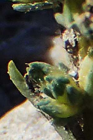 Camphorosma annua \ Einj&auml;hriges Kampferkraut / Annual Camphorherb, A Seewinkel, Apetlon 23.9.2022