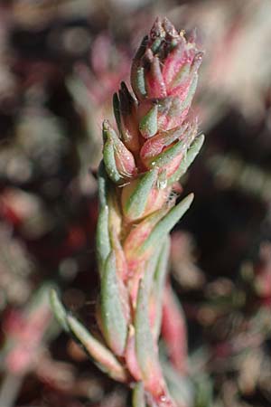 Camphorosma annua \ Einj&auml;hriges Kampferkraut / Annual Camphorherb, A Seewinkel, Apetlon 23.9.2022