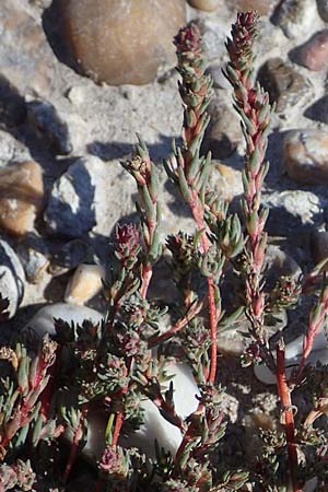 Camphorosma annua \ Einj&auml;hriges Kampferkraut / Annual Camphorherb, A Seewinkel, Apetlon 23.9.2022