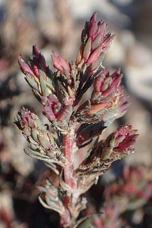 Camphorosma annua \ Einj&auml;hriges Kampferkraut / Annual Camphorherb, A Seewinkel, Apetlon 23.9.2022