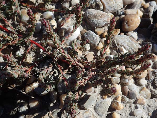 Camphorosma annua \ Einj&auml;hriges Kampferkraut / Annual Camphorherb, A Seewinkel, Apetlon 23.9.2022
