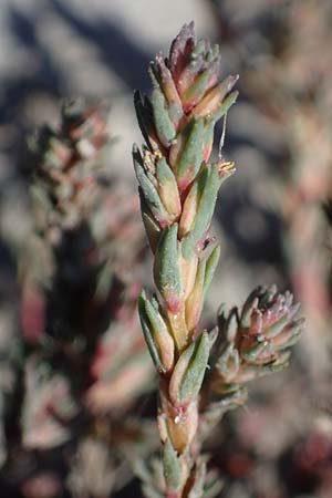 Camphorosma annua \ Einj&auml;hriges Kampferkraut / Annual Camphorherb, A Seewinkel, Apetlon 23.9.2022