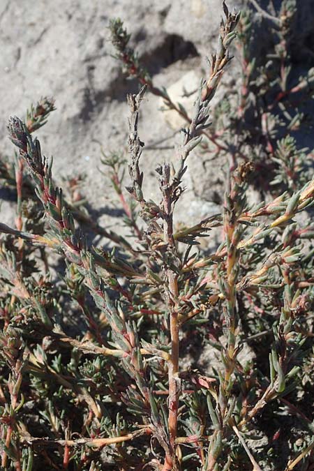 Camphorosma annua \ Einj&auml;hriges Kampferkraut / Annual Camphorherb, A Seewinkel, Apetlon 23.9.2022