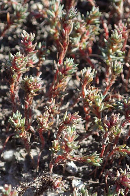 Camphorosma annua \ Einj&auml;hriges Kampferkraut / Annual Camphorherb, A Seewinkel, Apetlon 23.9.2022