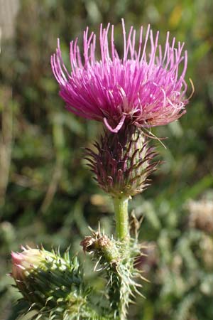 Carduus acanthoides \ Weg-Distel / Welted Thistle, A Seewinkel, Apetlon 23.9.2022