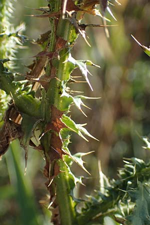 Carduus acanthoides \ Weg-Distel / Welted Thistle, A Seewinkel, Apetlon 23.9.2022