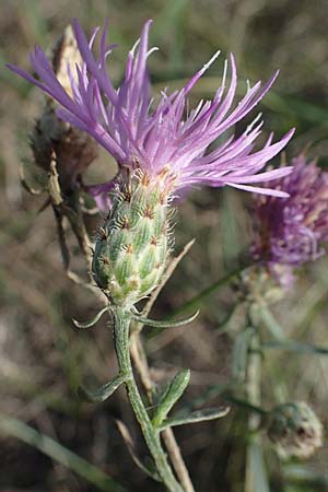 Centaurea australis \ Kleinkpfige Flockenblume / Southern Spotted Knapweed, A Siegendorf 24.9.2022