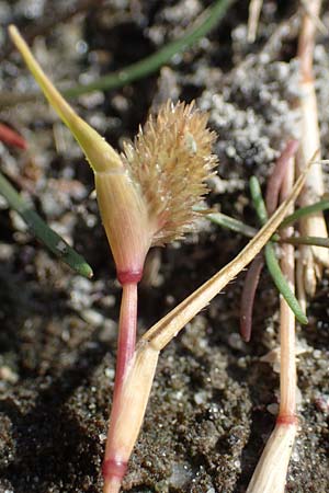 Sporobolus aculeatus \ Starres Dornengras / Prickle Grass, A Seewinkel, Apetlon 26.9.2022