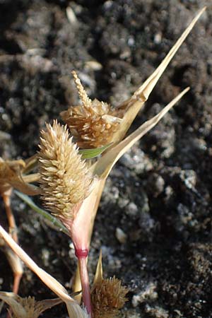 Sporobolus aculeatus \ Starres Dornengras / Prickle Grass, A Seewinkel, Apetlon 26.9.2022