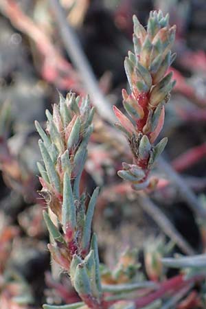 Camphorosma annua \ Einj&auml;hriges Kampferkraut / Annual Camphorherb, A Seewinkel, Apetlon 26.9.2022