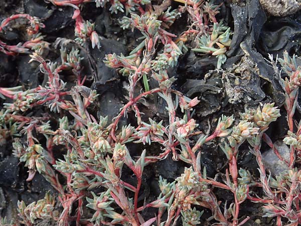 Camphorosma annua \ Einj&auml;hriges Kampferkraut / Annual Camphorherb, A Seewinkel, Apetlon 26.9.2022