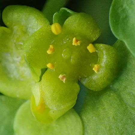 Chrysosplenium alternifolium \ Wechselblttriges Milzkraut, Gold-Milzkraut / Alternate-Leaved Golden-Saxifrage, A Krems 1.4.2023