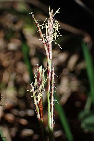 Carex digitata \ Finger-Segge / Fingered Sedge, A Osttirol, Lienz 5.4.2023