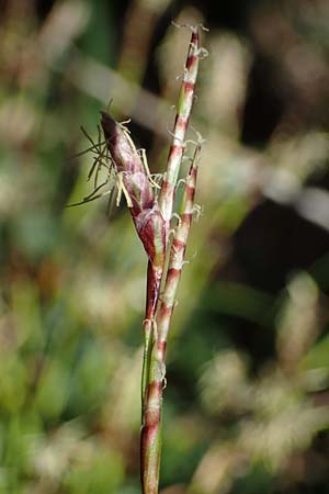 Carex digitata \ Finger-Segge / Fingered Sedge, A Osttirol, Lienz 5.4.2023