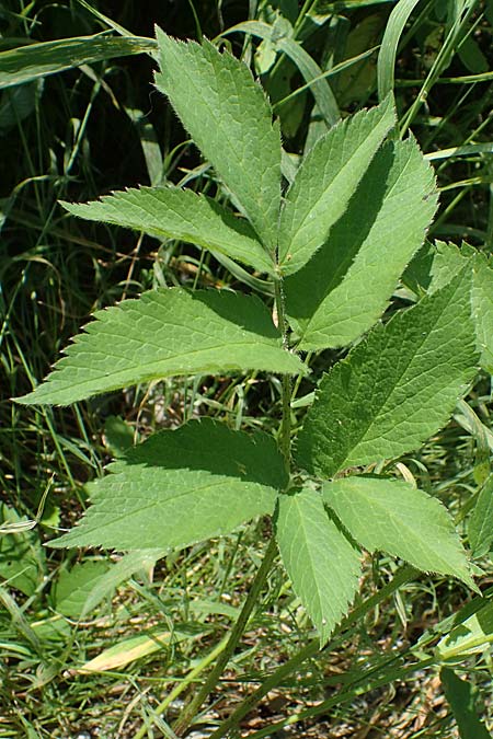Chaerophyllum aromaticum \ Gewrz-Klberkropf, Duft-Klberkropf / Broad-Leaved Chervil, A Traiskirchen 9.7.2023