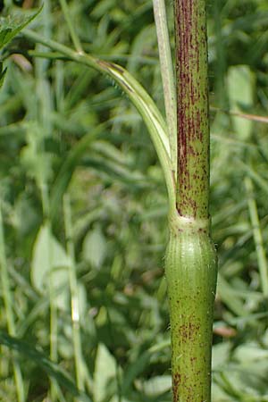 Chaerophyllum aromaticum \ Gewrz-Klberkropf, Duft-Klberkropf / Broad-Leaved Chervil, A Traiskirchen 9.7.2023