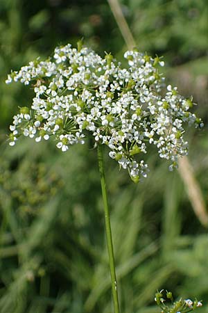 Chaerophyllum aromaticum \ Gewrz-Klberkropf, Duft-Klberkropf / Broad-Leaved Chervil, A Traiskirchen 9.7.2023
