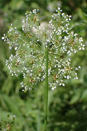 Chaerophyllum aromaticum \ Gewrz-Klberkropf, Duft-Klberkropf / Broad-Leaved Chervil, A Traiskirchen 9.7.2023