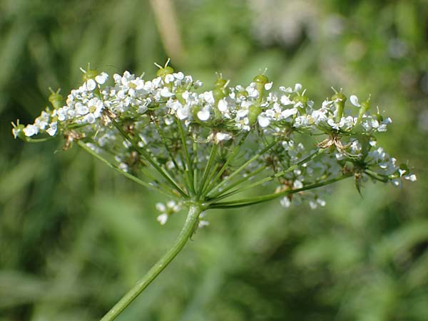 Chaerophyllum aromaticum \ Gewrz-Klberkropf, Duft-Klberkropf / Broad-Leaved Chervil, A Traiskirchen 9.7.2023