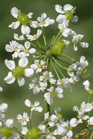 Chaerophyllum aromaticum \ Gewrz-Klberkropf, Duft-Klberkropf / Broad-Leaved Chervil, A Traiskirchen 9.7.2023