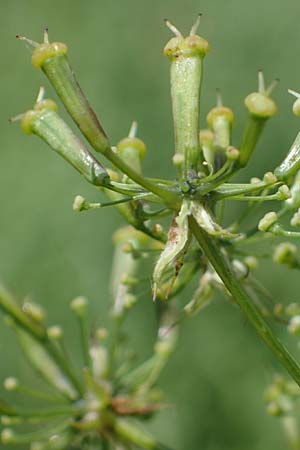 Chaerophyllum aromaticum \ Gewrz-Klberkropf, Duft-Klberkropf / Broad-Leaved Chervil, A Traiskirchen 9.7.2023