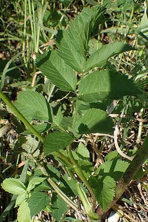 Chaerophyllum aromaticum \ Gewrz-Klberkropf, Duft-Klberkropf / Broad-Leaved Chervil, A Traiskirchen 9.7.2023