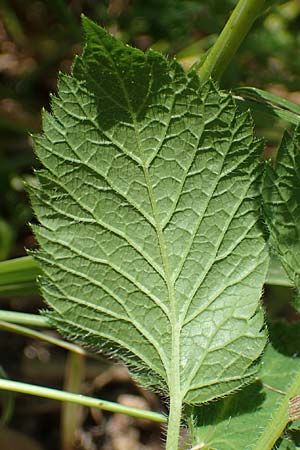 Chaerophyllum aromaticum \ Gewrz-Klberkropf, Duft-Klberkropf / Broad-Leaved Chervil, A Traiskirchen 9.7.2023