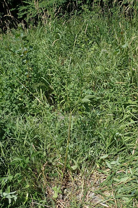 Chaerophyllum aromaticum \ Gewrz-Klberkropf, Duft-Klberkropf / Broad-Leaved Chervil, A Traiskirchen 9.7.2023
