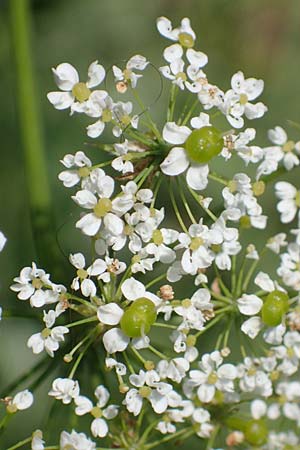 Chaerophyllum aromaticum \ Gewrz-Klberkropf, Duft-Klberkropf / Broad-Leaved Chervil, A Traiskirchen 9.7.2023