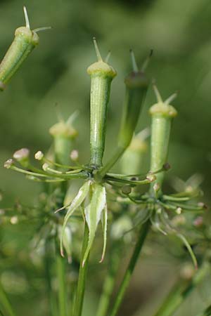 Chaerophyllum aromaticum \ Gewrz-Klberkropf, Duft-Klberkropf / Broad-Leaved Chervil, A Traiskirchen 9.7.2023