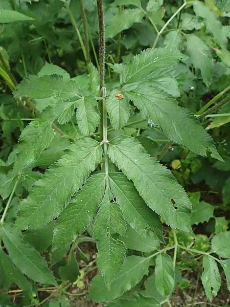 Chaerophyllum aromaticum \ Gewrz-Klberkropf, Duft-Klberkropf / Broad-Leaved Chervil, A Hollabrunn 10.7.2023