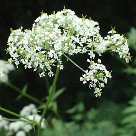 Chaerophyllum aromaticum \ Gewrz-Klberkropf, Duft-Klberkropf / Broad-Leaved Chervil, A Hollabrunn 10.7.2023