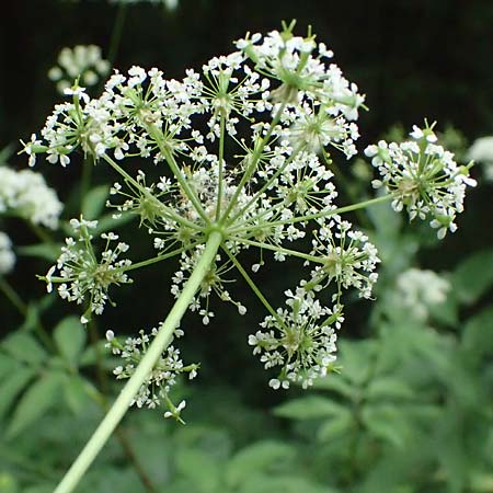 Chaerophyllum aromaticum \ Gewrz-Klberkropf, Duft-Klberkropf / Broad-Leaved Chervil, A Hollabrunn 10.7.2023