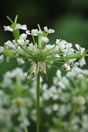 Chaerophyllum aromaticum \ Gewrz-Klberkropf, Duft-Klberkropf / Broad-Leaved Chervil, A Hollabrunn 10.7.2023
