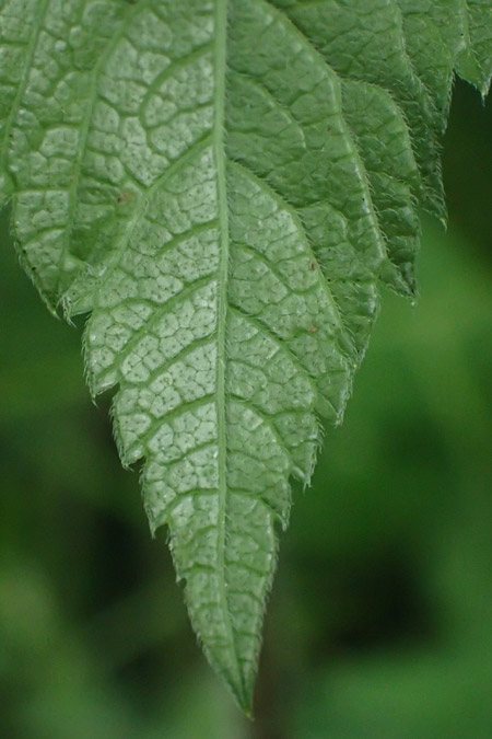 Chaerophyllum aromaticum \ Gewrz-Klberkropf, Duft-Klberkropf / Broad-Leaved Chervil, A Hollabrunn 10.7.2023