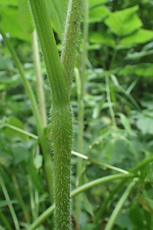 Chaerophyllum aromaticum \ Gewrz-Klberkropf, Duft-Klberkropf / Broad-Leaved Chervil, A Hollabrunn 10.7.2023