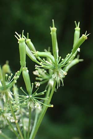 Chaerophyllum aromaticum \ Gewrz-Klberkropf, Duft-Klberkropf / Broad-Leaved Chervil, A Hollabrunn 10.7.2023