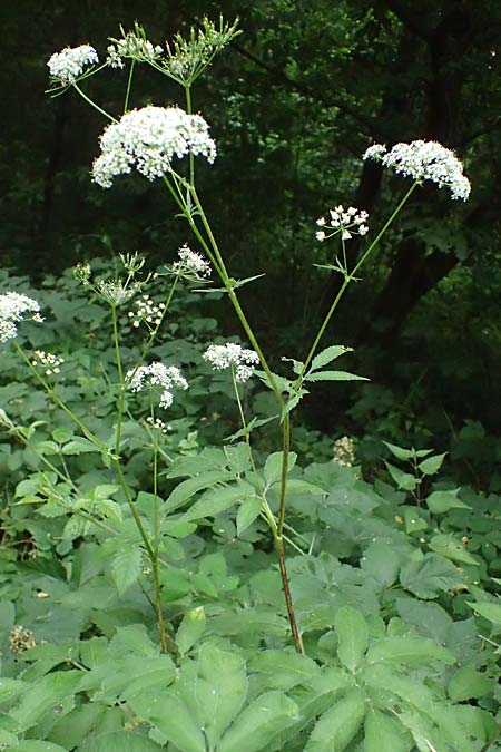 Chaerophyllum aromaticum \ Gewrz-Klberkropf, Duft-Klberkropf / Broad-Leaved Chervil, A Hollabrunn 10.7.2023