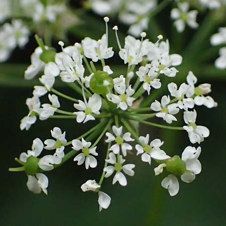 Chaerophyllum aromaticum \ Gewrz-Klberkropf, Duft-Klberkropf / Broad-Leaved Chervil, A Hollabrunn 10.7.2023