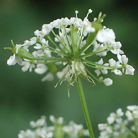 Chaerophyllum aromaticum \ Gewrz-Klberkropf, Duft-Klberkropf / Broad-Leaved Chervil, A Hollabrunn 10.7.2023