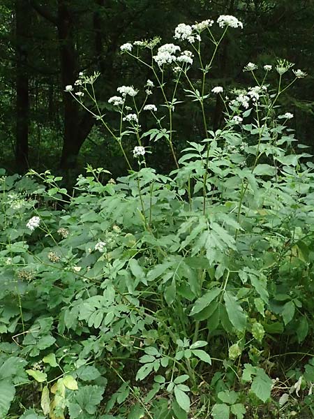 Chaerophyllum aromaticum \ Gewrz-Klberkropf, Duft-Klberkropf / Broad-Leaved Chervil, A Hollabrunn 10.7.2023