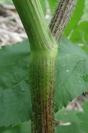 Chaerophyllum aromaticum \ Gewrz-Klberkropf, Duft-Klberkropf / Broad-Leaved Chervil, A Hollabrunn 10.7.2023